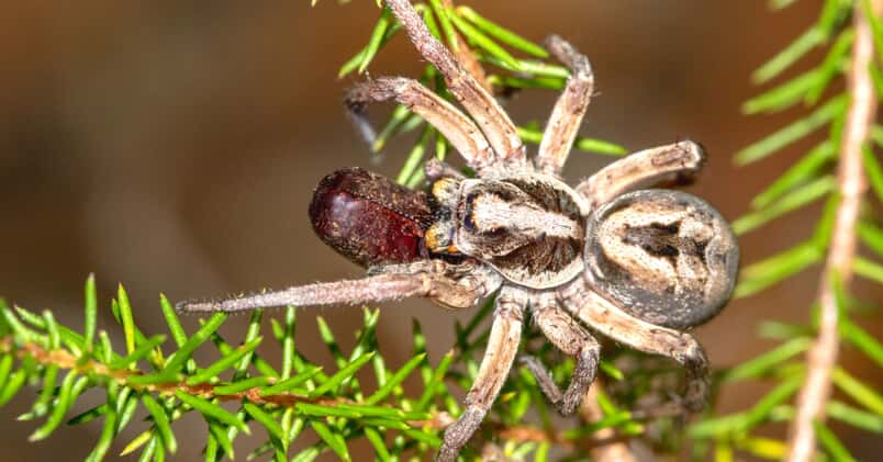 Are Wolf Spiders Poisonous? Here's What You Should Know · The Inspiration  Edit